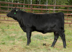 Cattle Pedigree at Canyon Tree Farms Inc