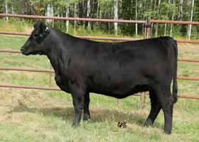 Cattle Pedigree at Canyon Tree Farms Inc