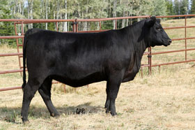 FIRE 82E – dam of CTFA 82G