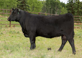 Cattle Pedigree at Canyon Tree Farms Inc