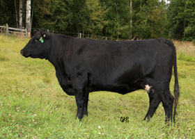 Cattle Pedigree at Canyon Tree Farms Inc