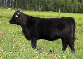 Cattle Pedigree at Canyon Tree Farms Inc