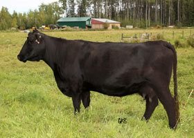 Cattle Pedigree at Canyon Tree Farms Inc