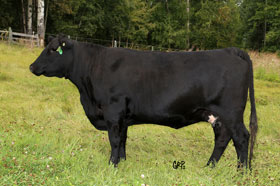 CTFA 47B, Dam of CTF 47G