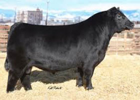 Cattle Pedigree at Canyon Tree Farms Inc