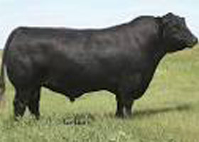 Cattle Pedigree at Canyon Tree Farms Inc