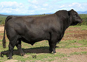 Cattle Pedigree at Canyon Tree Farms Inc